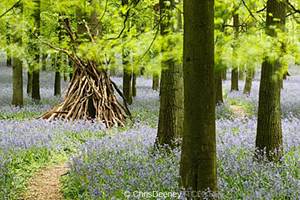 Bluebell Wood UK